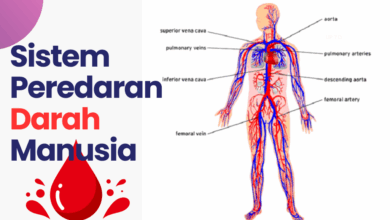 Sistem peredaran darah manusia