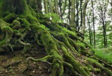 akar pada tumbuhan e1763029575261