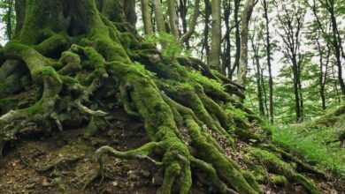 akar pada tumbuhan e1763029575261