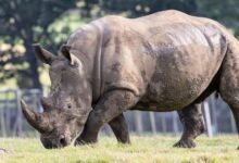 southern white rhino 6655961 1280 e1763734245132