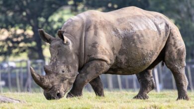 southern white rhino 6655961 1280 e1763734245132