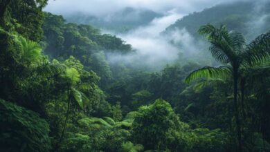 Pelajaran Dari Musibah Sumatera, Pentingnya Pelestarian Ekosistem Hutan Sebagai Pencegah Bencana 9 Hutan Indonesia e1765724069570