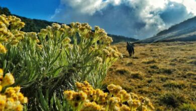 Alun alun surya kencana e1768747171140