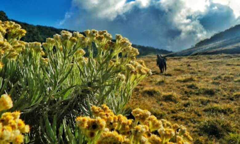 9 Gunung dengan Padang Bunga Edelweiss Tercantik, Mana Favoritmu? 2 Alun alun surya kencana e1768747171140