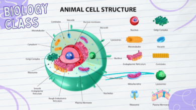 1ee88498 d7d9 446b 845d 003d9d64532d.jpg 12
