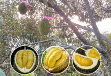 1ee88498 d7d9 446b 845d 003d9d64532d.jpg