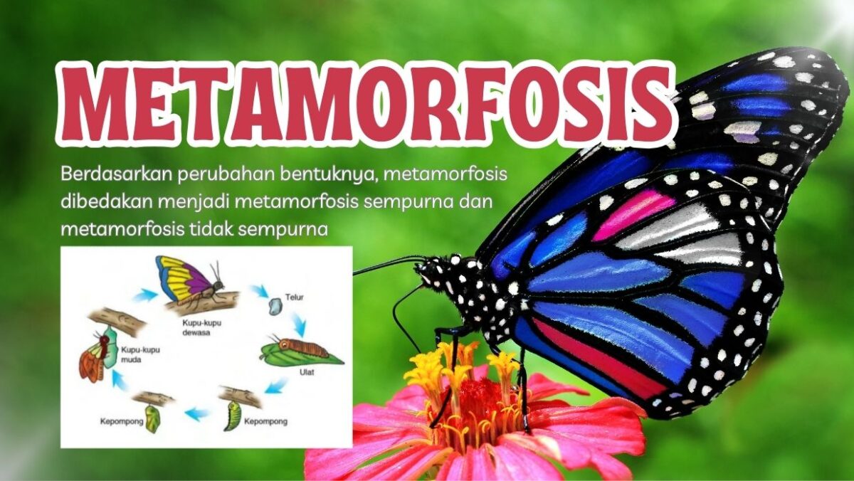 Mengenal Metamorfosis Sempurna dan Tidak Sempurna, Berikut Contohnya Pada Serangga dan Amfibi 1 1ee88498 d7d9 446b 845d 003d9d64532d.jpg 3 e1772271288131