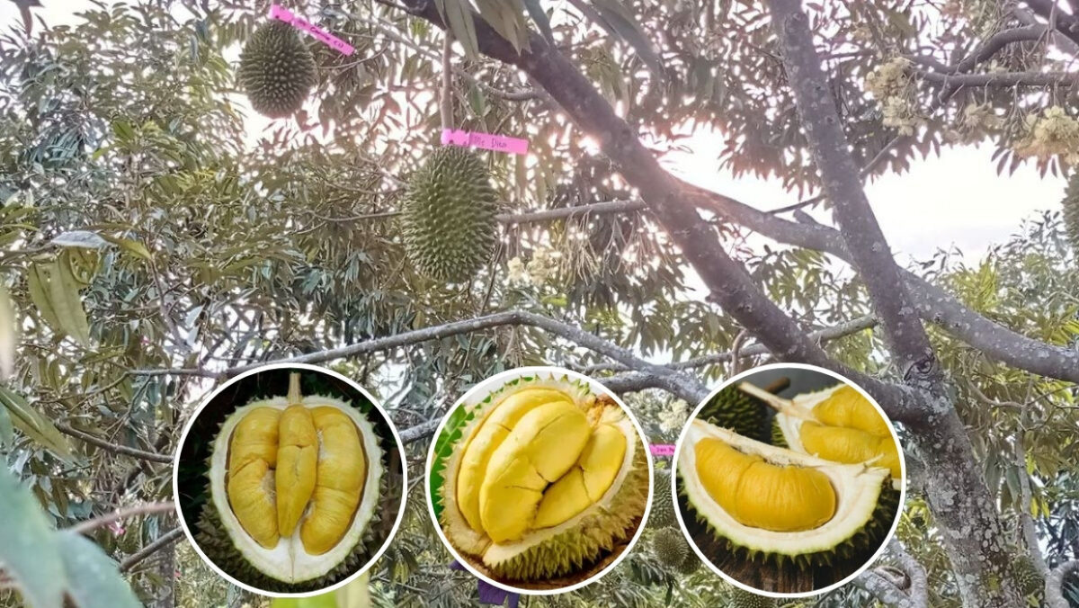 Bikin Ketagihan, 20 Jenis Durian Khas dan Terkenal di Indonesia 1 1ee88498 d7d9 446b 845d 003d9d64532d.jpg e1772179666305