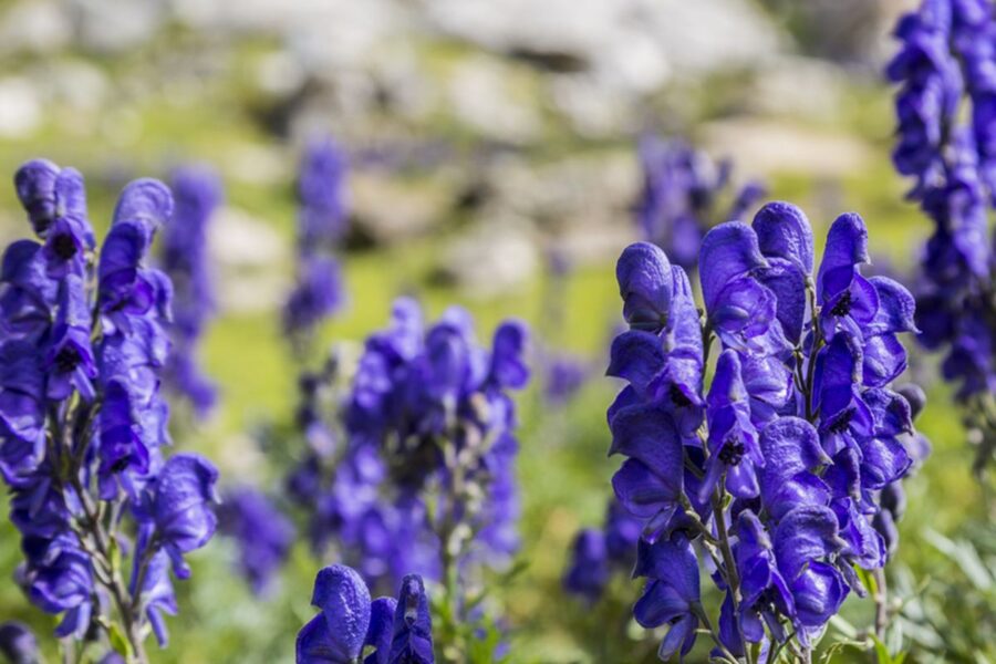 11 Bunga Paling Beracun di dunia, Ada Yang Bisa Bikin Detak Jantung Langsung Berhenti! 10 Aconitum e1772164936654