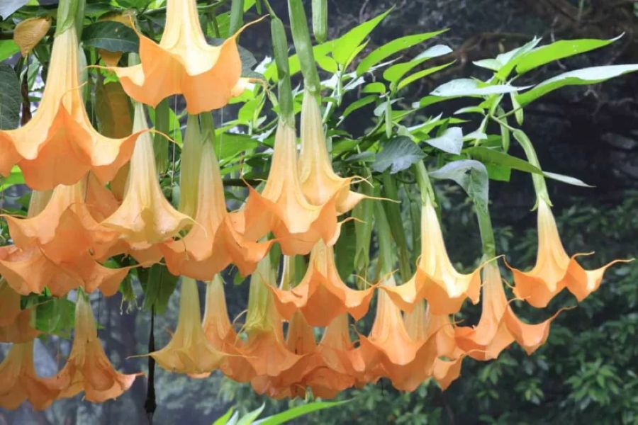 11 Bunga Paling Beracun di dunia, Ada Yang Bisa Bikin Detak Jantung Langsung Berhenti! 11 Brugmansia