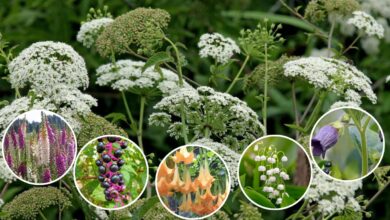 Bunga paling beracun di dunia