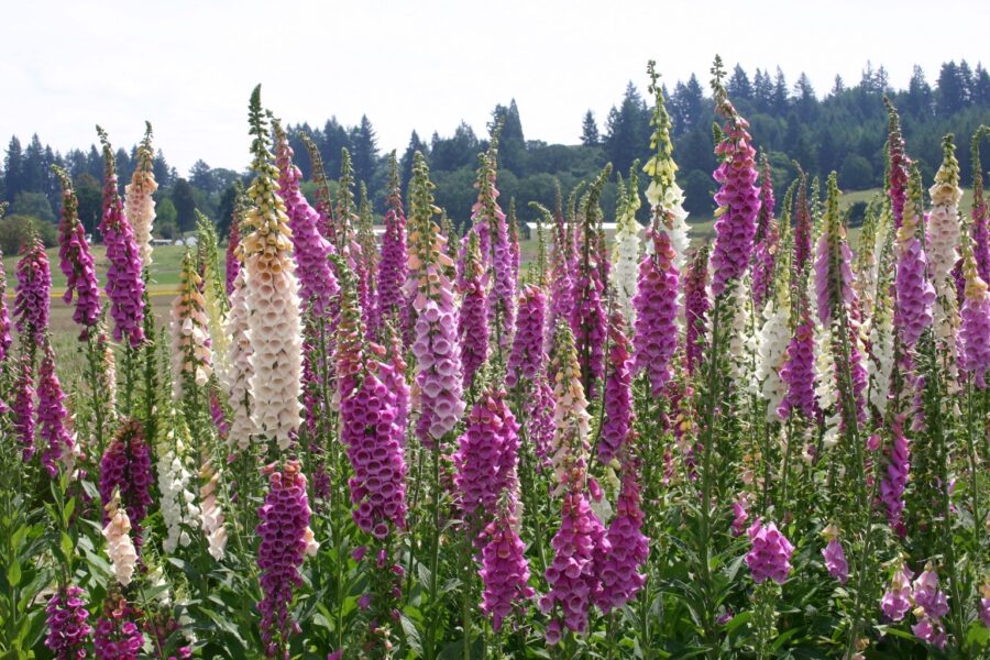 11 Bunga Paling Beracun di dunia, Ada Yang Bisa Bikin Detak Jantung Langsung Berhenti! 7 Foxglove Valley Bottom 2017 13 e1772165413758