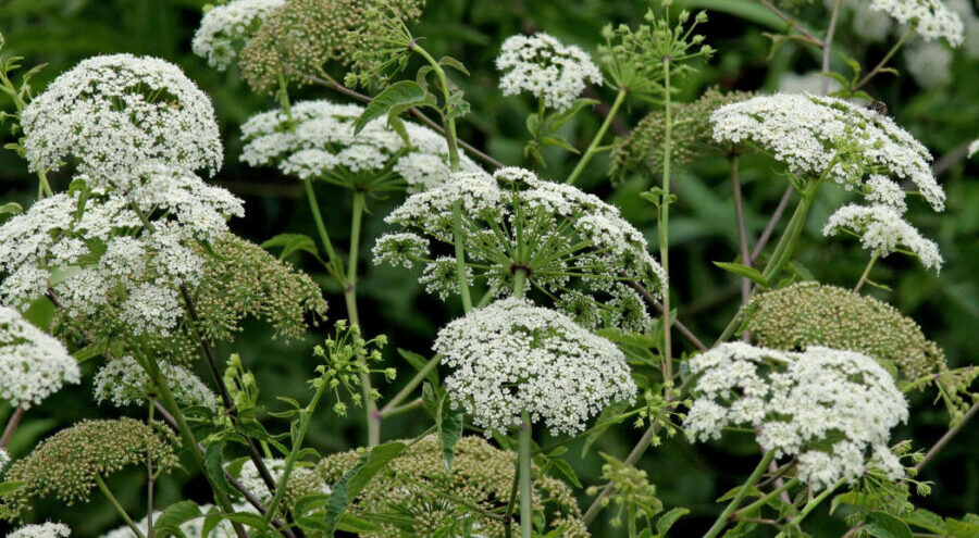 11 Bunga Paling Beracun di dunia, Ada Yang Bisa Bikin Detak Jantung Langsung Berhenti! 3 Hemlock e1772165104154