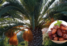 Pohon dan buah kurma