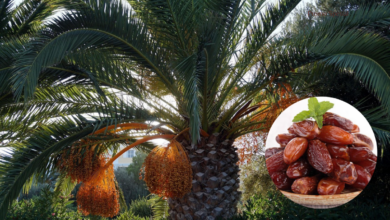 Pohon dan buah kurma