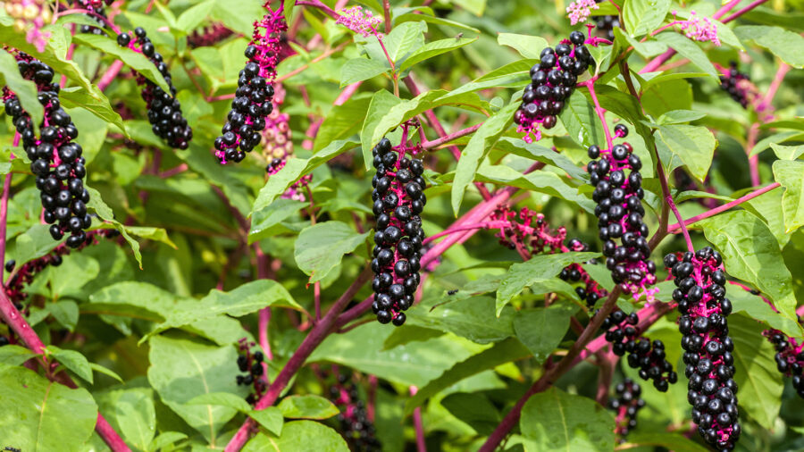 11 Bunga Paling Beracun di dunia, Ada Yang Bisa Bikin Detak Jantung Langsung Berhenti! 2 Pokeweed e1772166395584