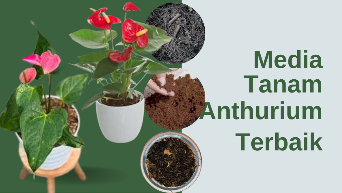 7 Media Tanam Anthurium Terbaik, Bikin Tanaman Subur dan Cantik! 1 Wisata Candi 15 e1771250223154