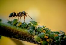 digimusen ant 5709718 1920 e1772115914253