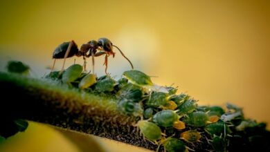 Kecil-kecil Cabe Rawit, Berikut 10 Fakta Unik Tentang Semut Yang Belum Pernah Kamu Dengar Sebelumnya 12 digimusen ant 5709718 1920 e1772115914253