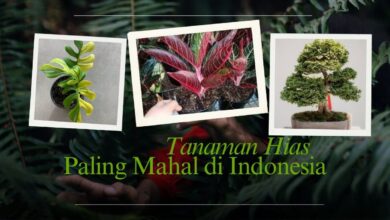 Satu Daun Dihargai Puluhan Juta, Ini 13 Tanaman Hias Paling Mahal di Indonesia 2026 18 1ee88498 d7d9 446b 845d 003d9d64532d.jpg 33