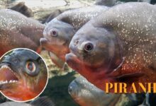 1ee88498 d7d9 446b 845d 003d9d64532d.jpg 6