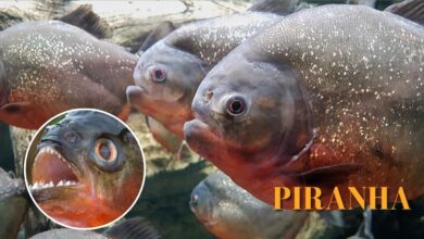 1ee88498 d7d9 446b 845d 003d9d64532d.jpg 6