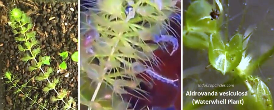 Aldrovanda e1772781496168