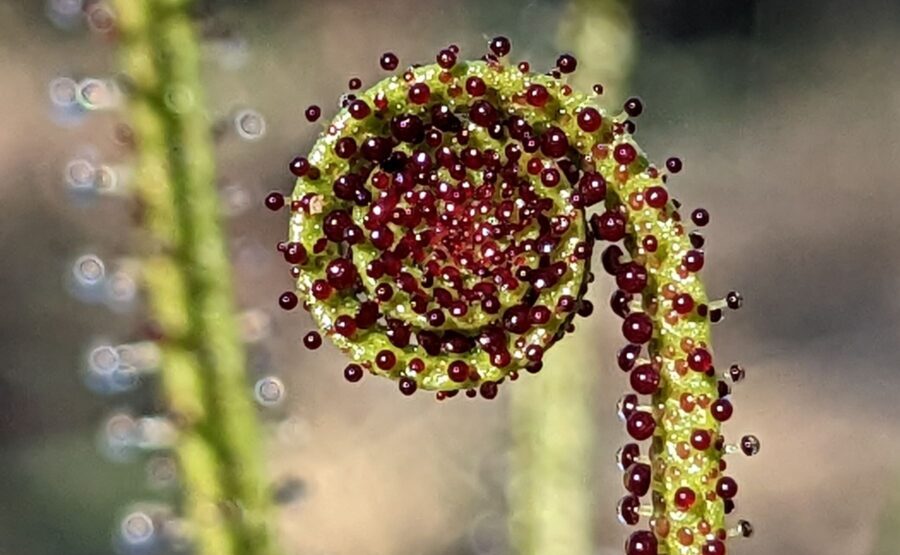 Drosophyllum lusitanicum e1772807556750