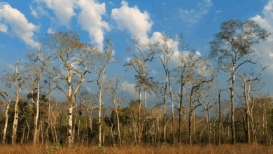 Bukan Cuma Manusia, Ternyata Tumbuhan Juga Punya Jadwal Puasa 2 Pohon jati