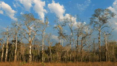 Pohon jati