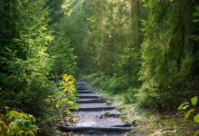 Ilustrasi hutan terbesar di dunia e1775187209304