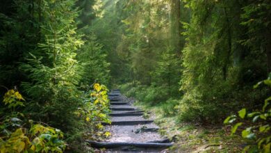 Ilustrasi hutan terbesar di dunia e1775187209304