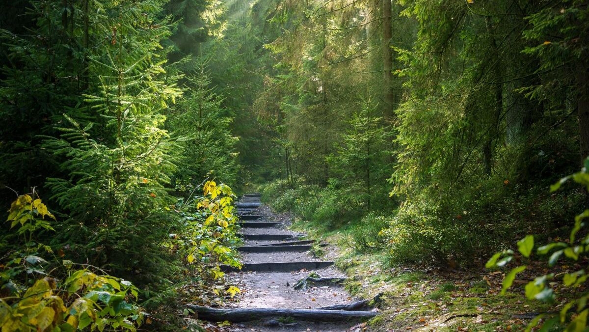 Ilustrasi hutan terbesar di dunia e1775187209304