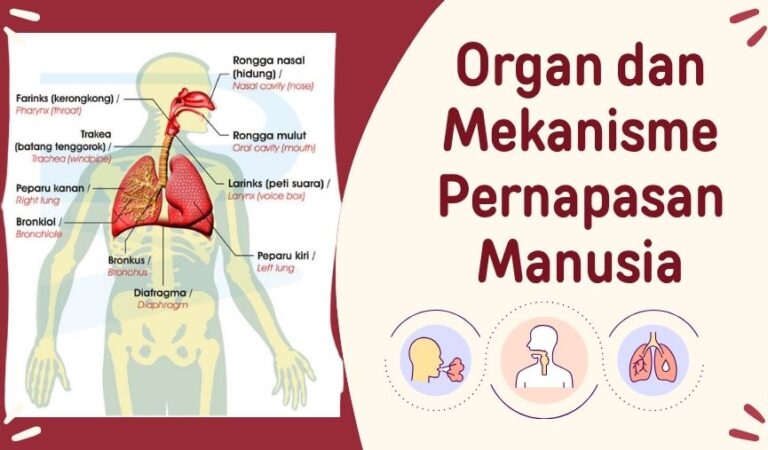 Apa yang Terjadi Saat Kita Bernapas? Mengenal Organ dan Sistem Pernapasan Manusia