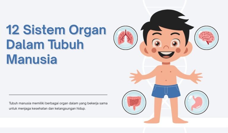 Bagaimana Tubuh Kita Bekerja? Mengenal 12 Sistem Organ Manusia dan Perannya