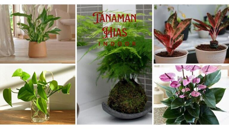 15 Tanaman Hias Indoor Paling Favorit 2026, Mana yang Belum Kamu Punya? 1 1ee88498 d7d9 446b 845d 003d9d64532d.jpg 50