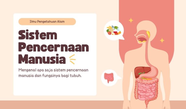 Mengenal Sistem Pencernaan Manusia: Saluran, Organ, dan Cara Kerjanya